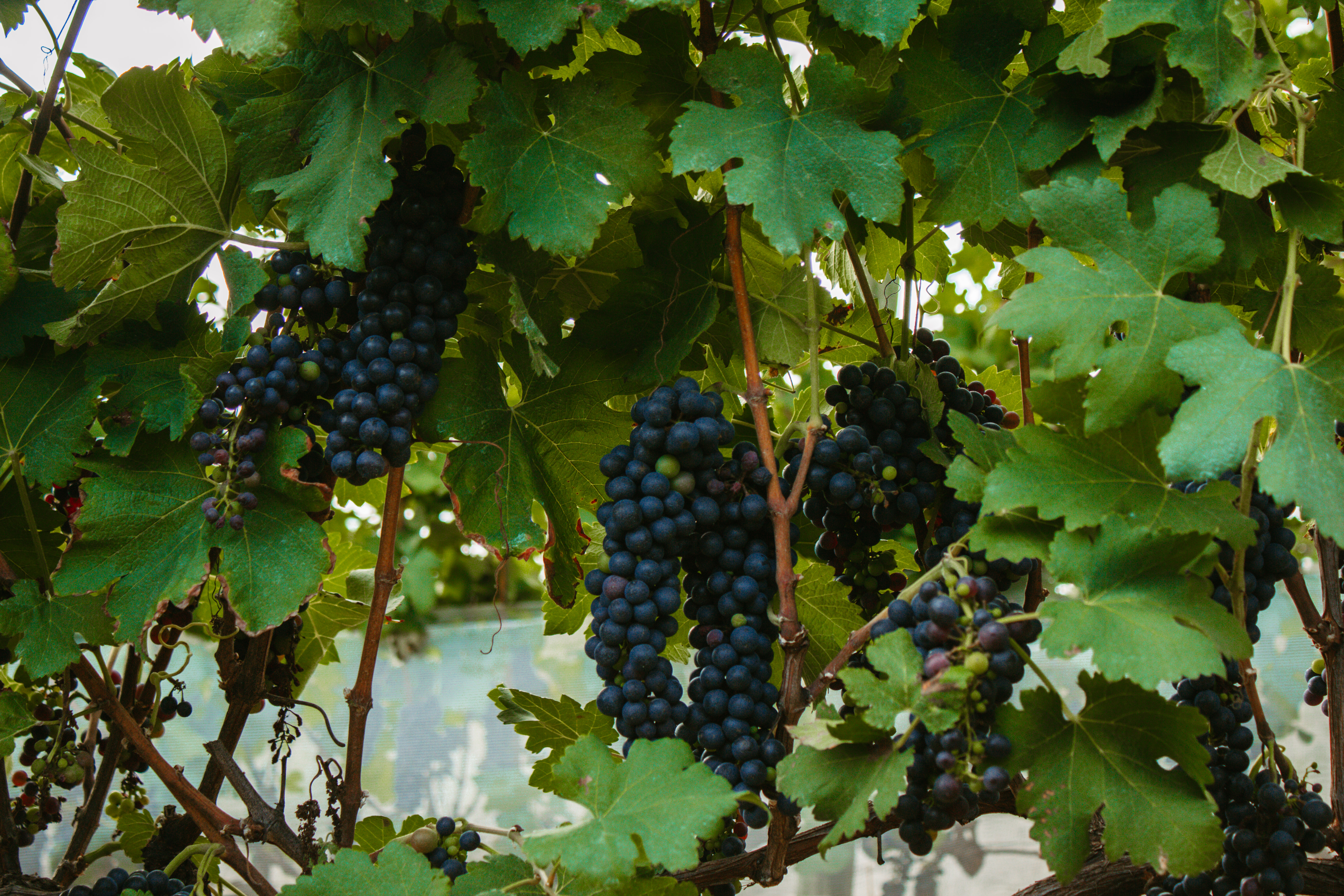 Vinhedos do Borgo Del Vino com videiras bem cuidadas